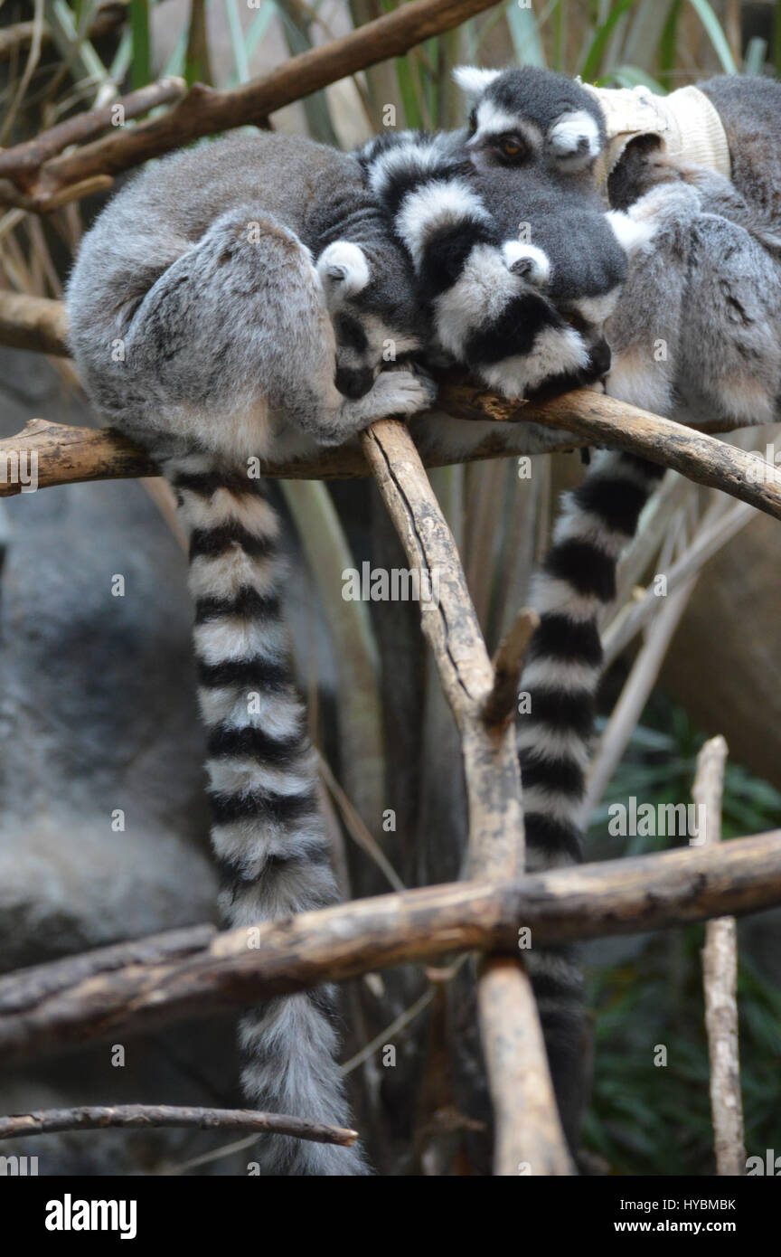 Ring Tailed Lemur Banque D'Images