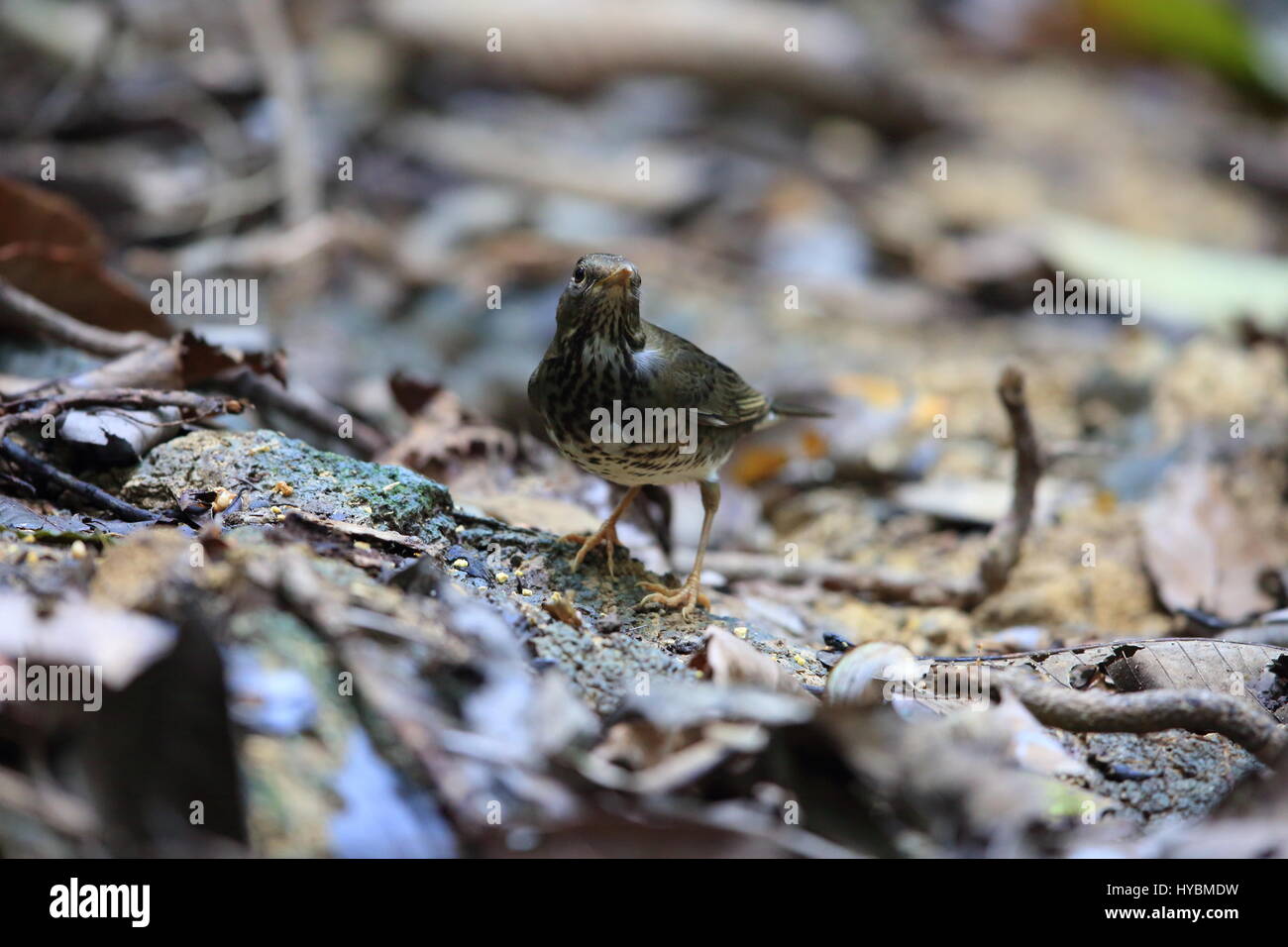 Japanese (Turdus cardis) dans le Parc National de Cuc Phuong, Vietnam Banque D'Images