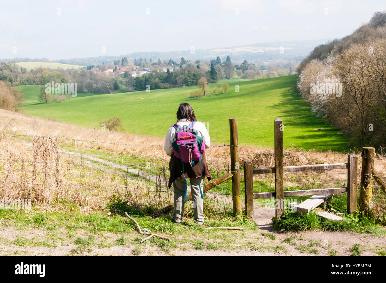 Un marcheur dans les North Downs Way à l'échelle du parc de Gatton Park conçu par Lancelot 'Capability' Brown - ceinture verte au sud de Londres. Banque D'Images