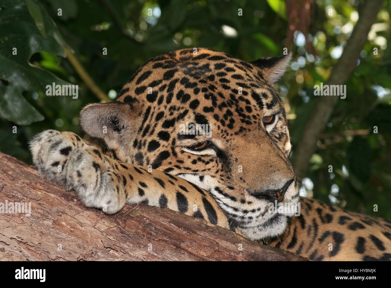 JAGUAR Panthera onca Banque D'Images