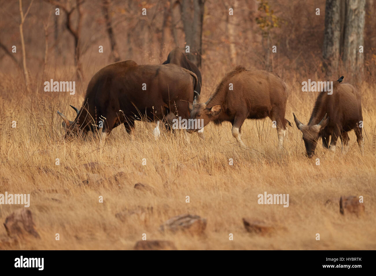 Le gaur (Bos gaurus), aussi appelé bison indien, est la plus grande de l'espèce bovine existantes, hulk de la forêt, une famille dans l'herbe des terres forestières Banque D'Images