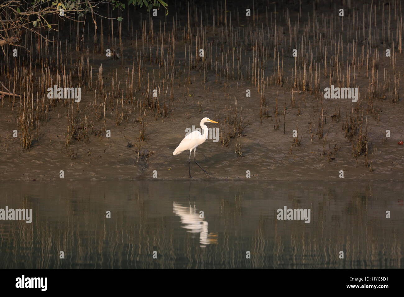 Héron garde-boeuf à les Sundarbans, site du patrimoine mondial de l'UNESCO et d'une réserve faunique la plus grande forêt de mangroves du littoral dans le monde, interdiction, Bagerhat Banque D'Images