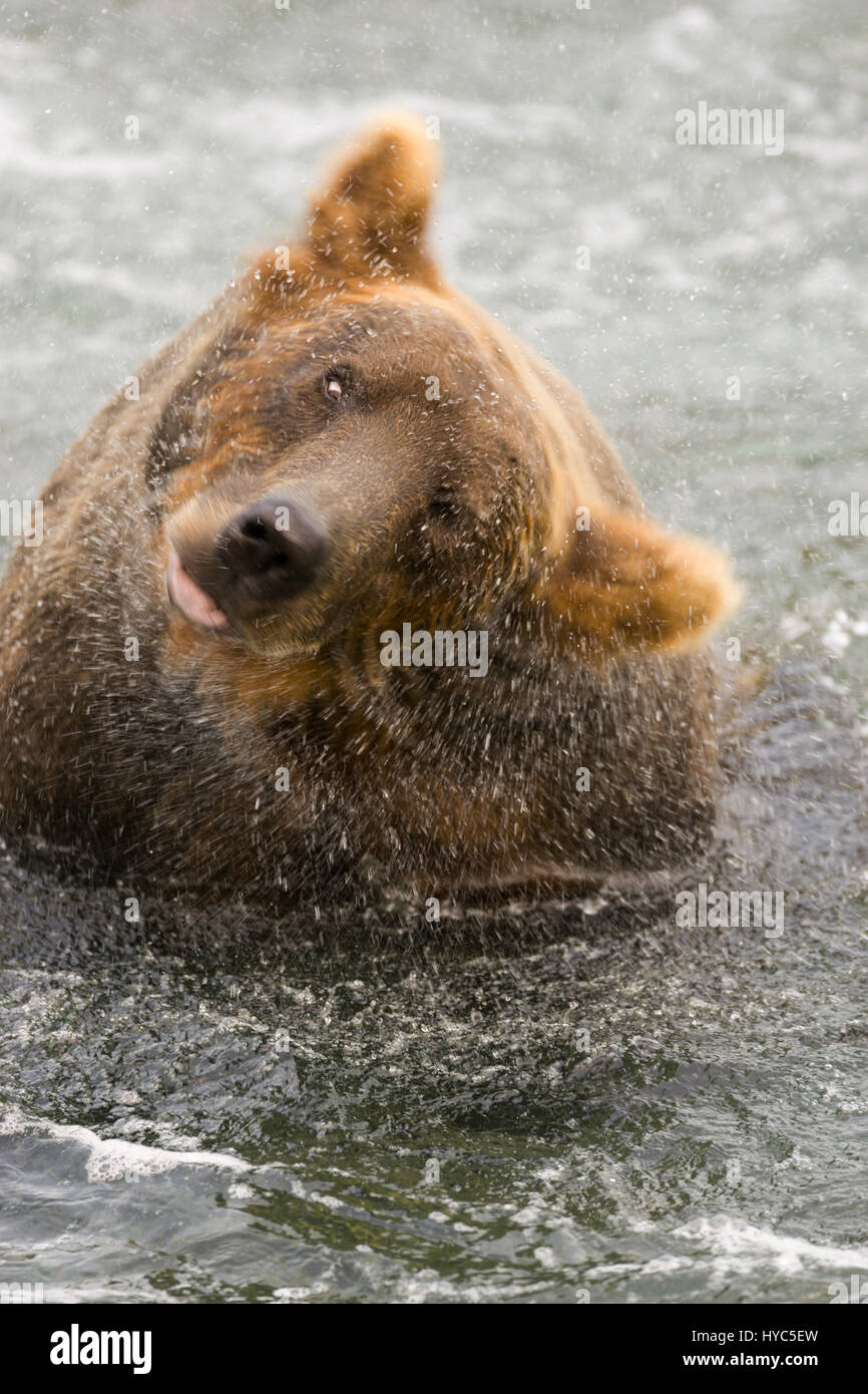 Ours brun (Ursus arctos) dans la rivière secouer l'eau, Brooks River Falls, Katmai NP, AK, États-Unis Banque D'Images