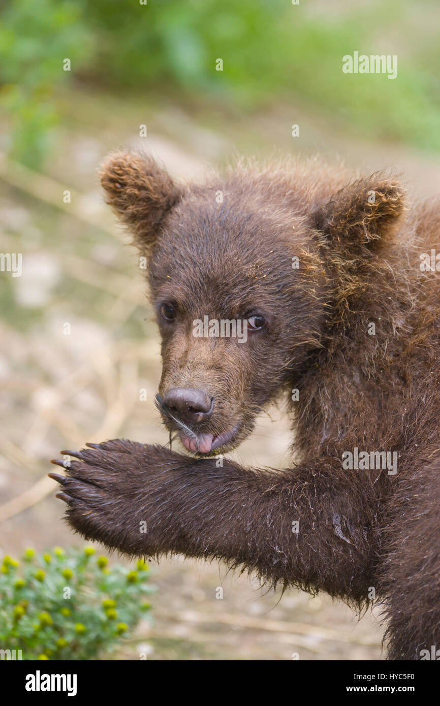 Un Ours Brun Tres Mignon Grizzli Avec Sa Langue Sortir Semble Etre Des Mains Applaudir Dans Un Ruisseau En Alaska Photo Stock Alamy