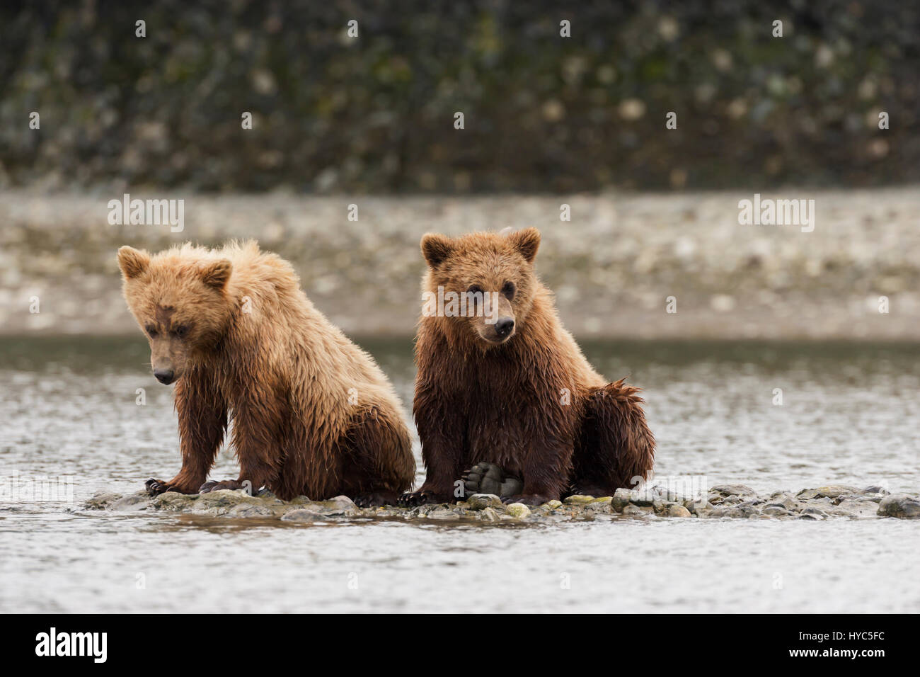 Ours brun (ursus arctos) deux oursons sont assis sur le banc de gravier à regarder pour les saumons, mcneil river state Game Sanctuary, ak, États-Unis Banque D'Images