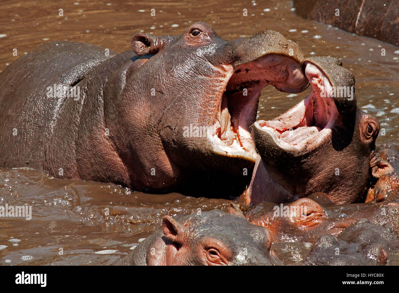 En prenant l'hippopotame baignoire, serengeti national park, Tanzania, Africa Banque D'Images
