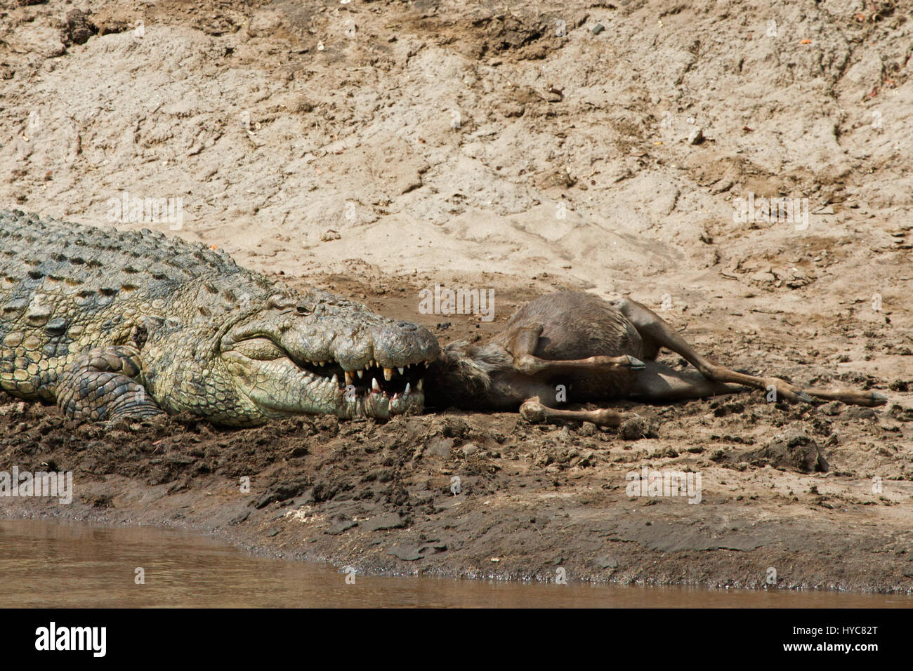 Manger crocodile gnu, parc national de Masai Mara, Kenya, Afrique Banque D'Images
