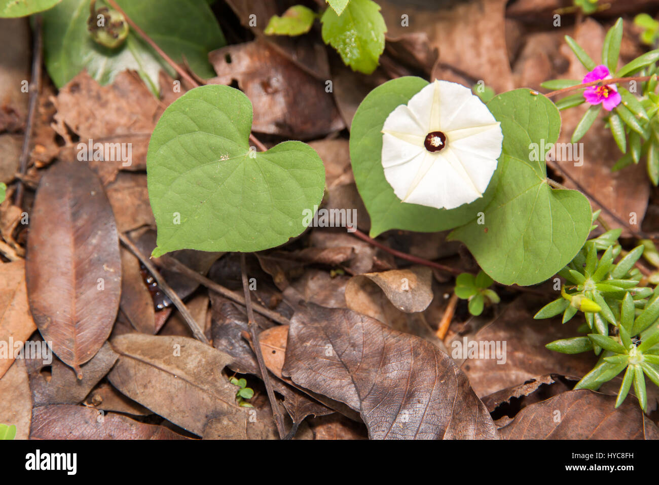 Des fleurs blanches et des feuilles en forme de coeur vert dans la nature. Et des feuilles sèches sur le sol. Banque D'Images