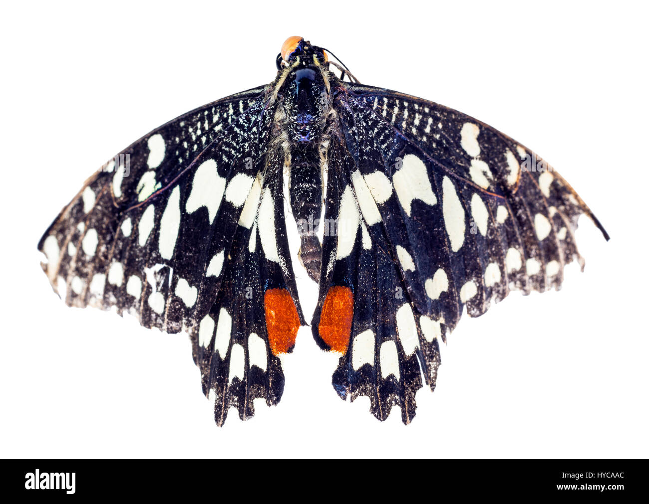 La chaux commune (papillon Papilio demoleus) Banque D'Images