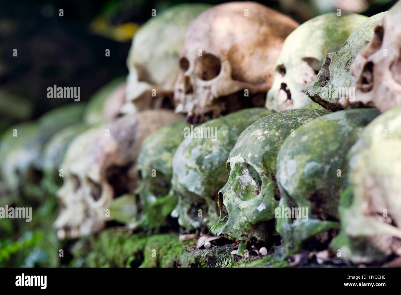 Crânes empilés nettoyé sous un arbre banian dans le cimetière selon la tradition hindoue anciant à Trunyan, Bali, Indonésie Banque D'Images