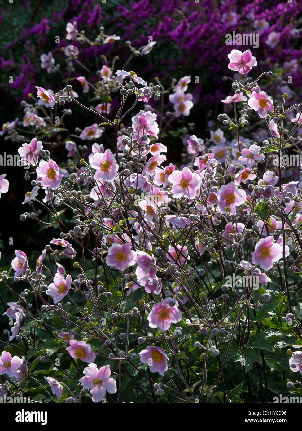 Bourton House Garden,Bourton-0n-the-Hill, Moreton-in-Marsh,Gloucestershire GL56 9AE : anemone japonais. Anemone x hybrida 'Reine Charlotte' Banque D'Images