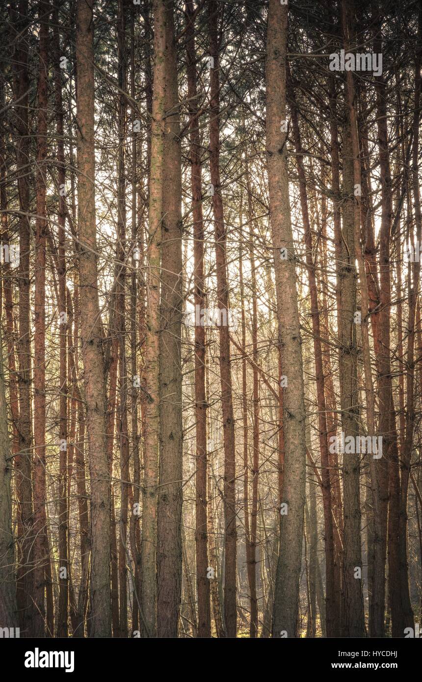 Arrière-plan de la forêt naturelle. Les troncs d'arbres sans feuilles dans la forêt. Banque D'Images