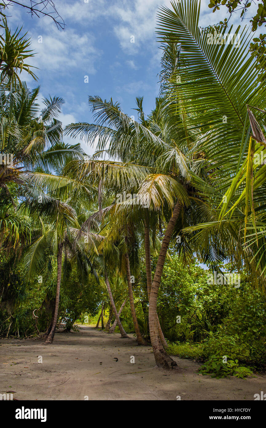 Les feuilles de palmier.forêt tropicale sur l'île dans l'océan Indien.magnifique paysage de jungle tropicale humide .Photo d'un arrière-plan des forêts tropicales Banque D'Images