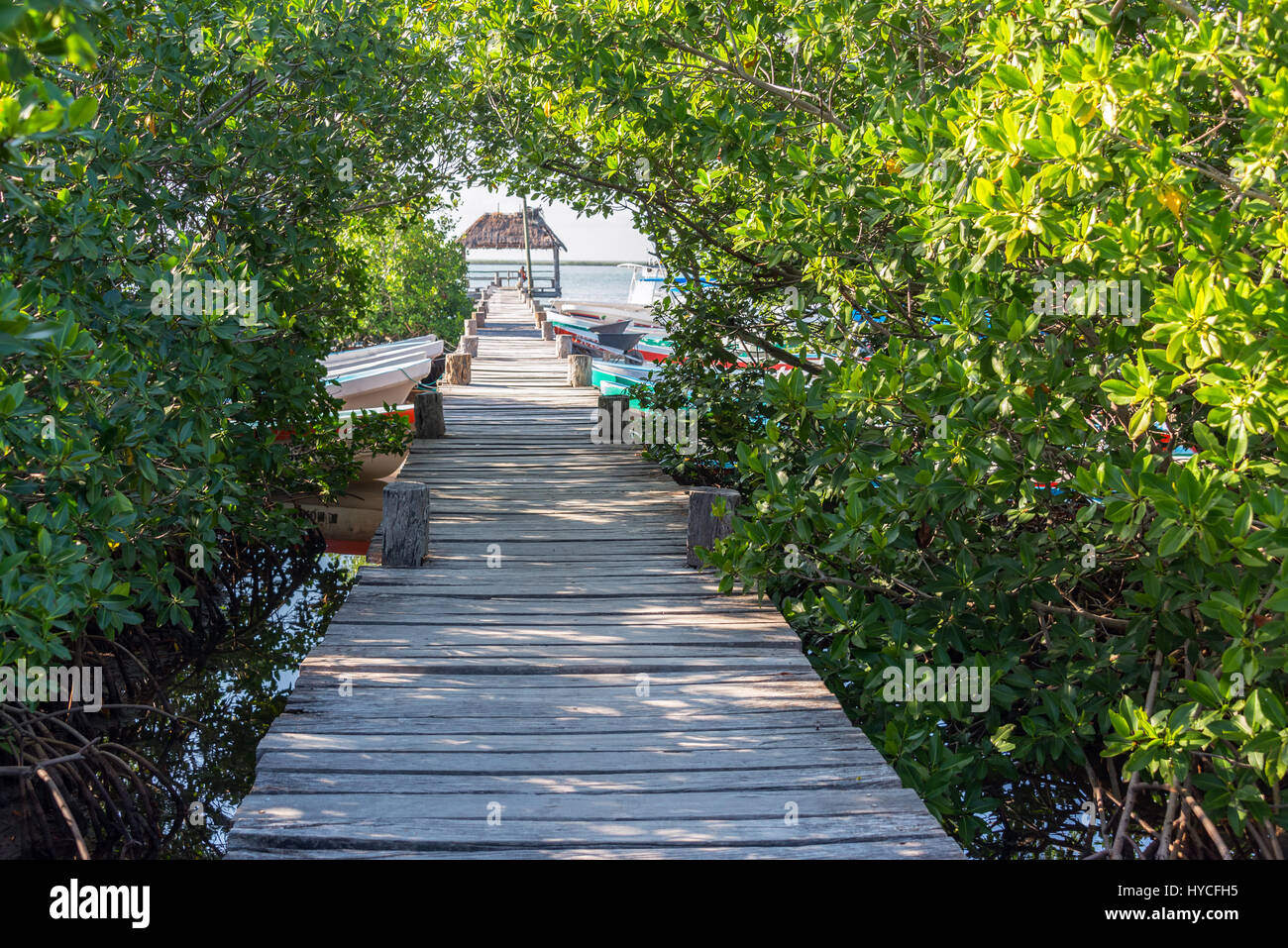 Pier en passant par les mangroves à Punta Allen, le Mexique dans la Réserve de biosphère de Sian Kaan Banque D'Images