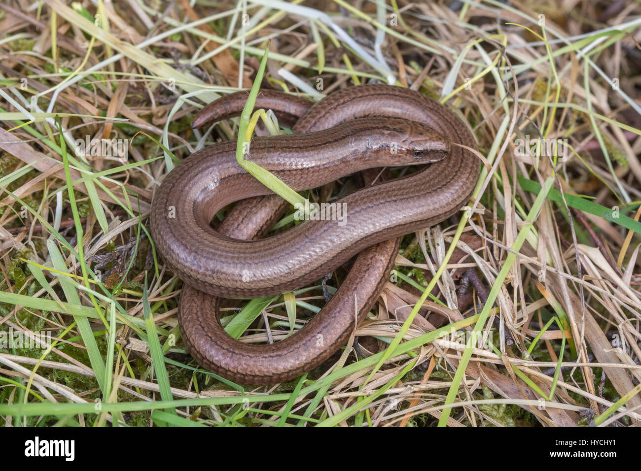 Close-up of slow worm (Anguis fragilis) dans le Berkshire, Royaume-Uni Banque D'Images