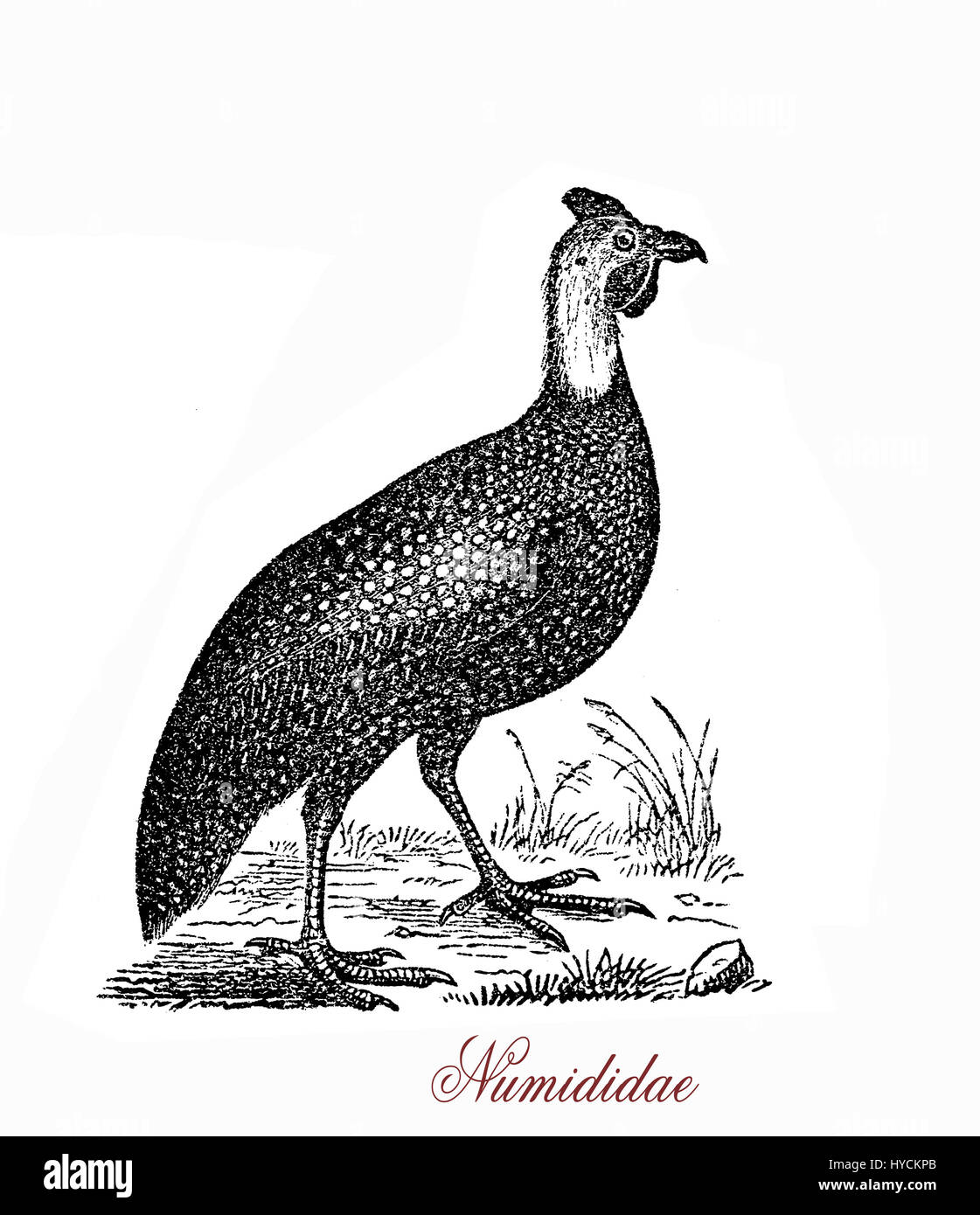 Vintage gravure de pintades, gallinacés d'oiseaux nichant au sol originaire du continent africain, avec une forte tête, dépliant sans plumes noir et crête plumage noirâtre aux à taches blanches. Banque D'Images