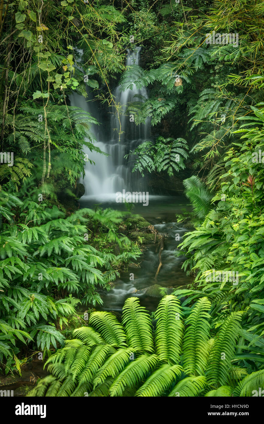 Sur la piste vers la cascade Akaka Falls ; Akaka Falls State Park, Hamakua Coast, Île d'Hawaï. Banque D'Images