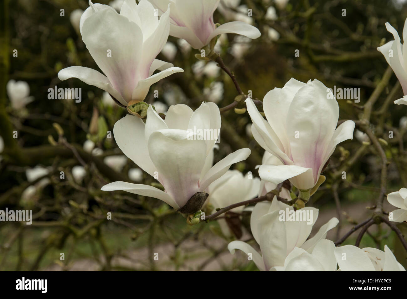 Magnolia denudata-hybride Banque D'Images