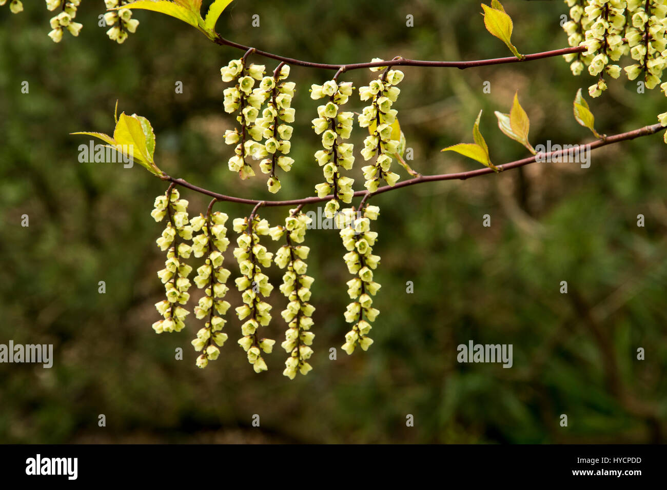 Stachyurus chinensis Banque D'Images