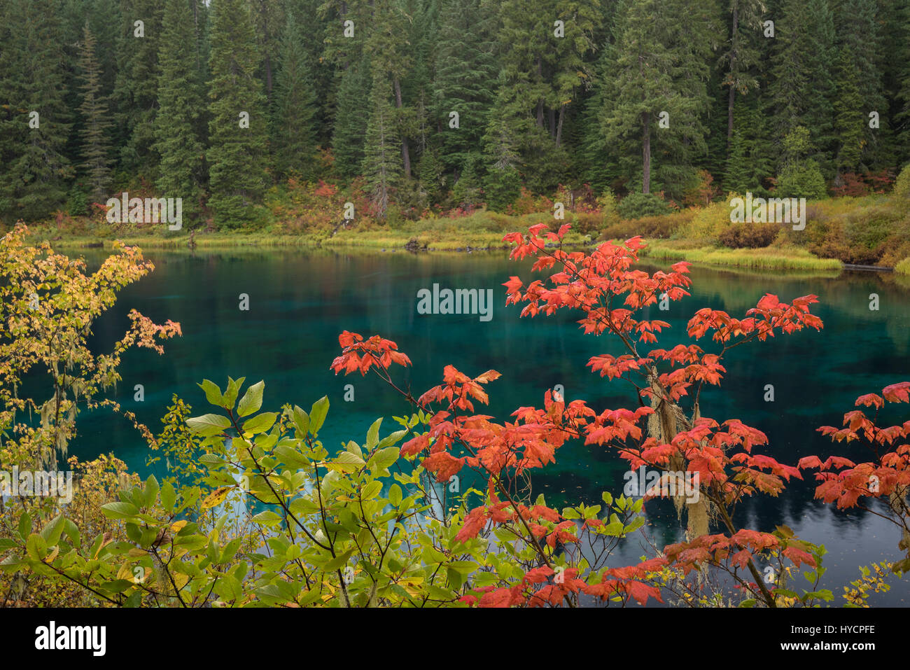 La couleur de l'automne sur le sentier de la rivière McKenzie à Clear Lake, Oregon. Banque D'Images