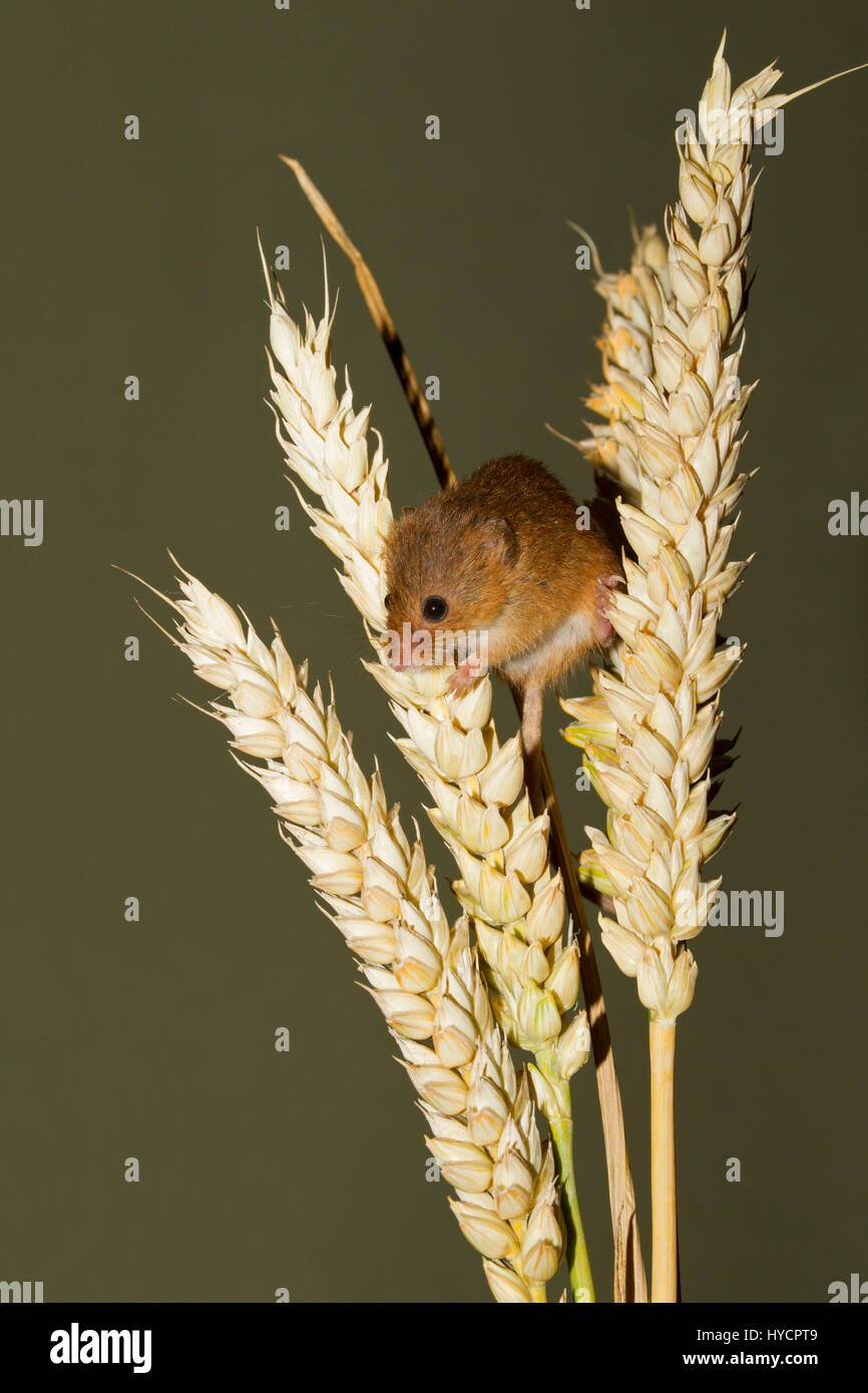 Micromys minutus, Souris, seul adulte assis sur des épis de maïs. (Captive) Banque D'Images