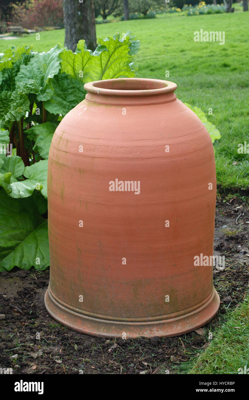 La rhubarbe traditionnels en terre cuite, forceur utilisées pour encourager la croissance des jeunes tiges blanchies et Banque D'Images