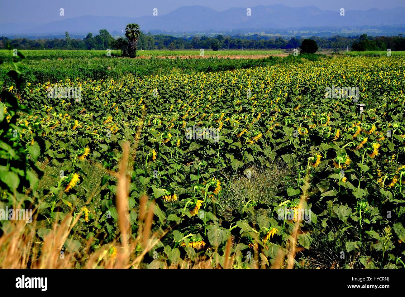 Saraburi, Thaïlande - 8 janvier 2013 : un vaste champ de tournesols jaunes, un produit agricole commerciale importante dans le Saraburi / Lopburi regio Banque D'Images