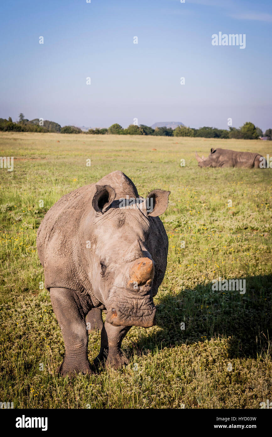 Le rhinocéros blanc d'Afrique du Sud Banque D'Images