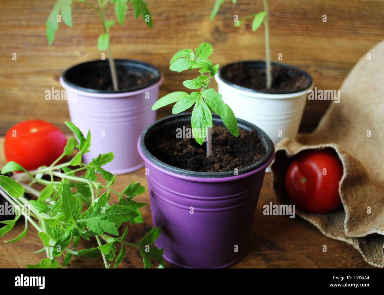 Les jeunes plants de tomate sur backdround en bois. Concept de jardinage. Banque D'Images