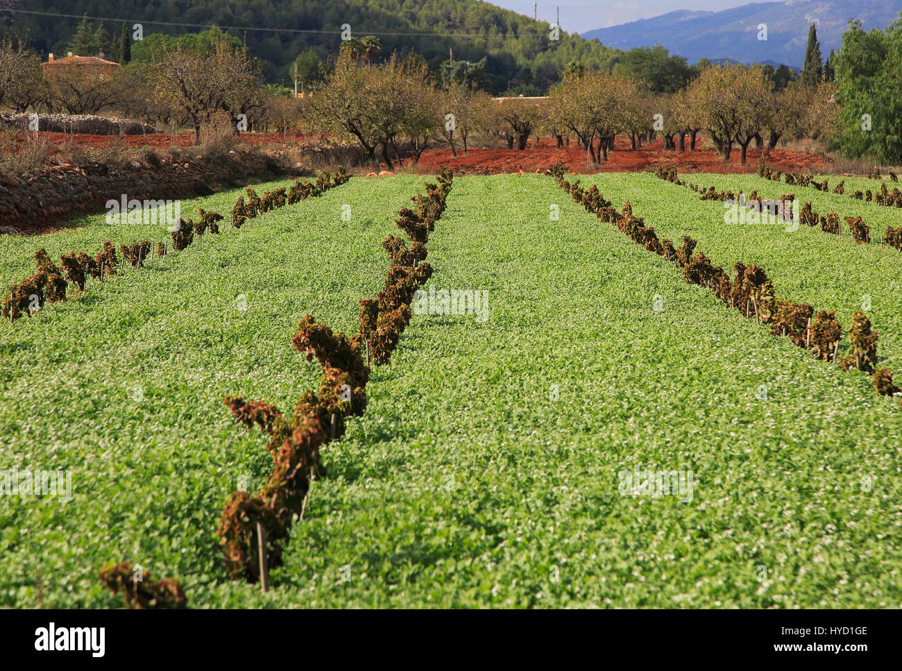 Les terres agricoles de la vallée rouge avec sol terra rosa, Lliber, Marina Alta, province d'Alicante, Espagne Banque D'Images