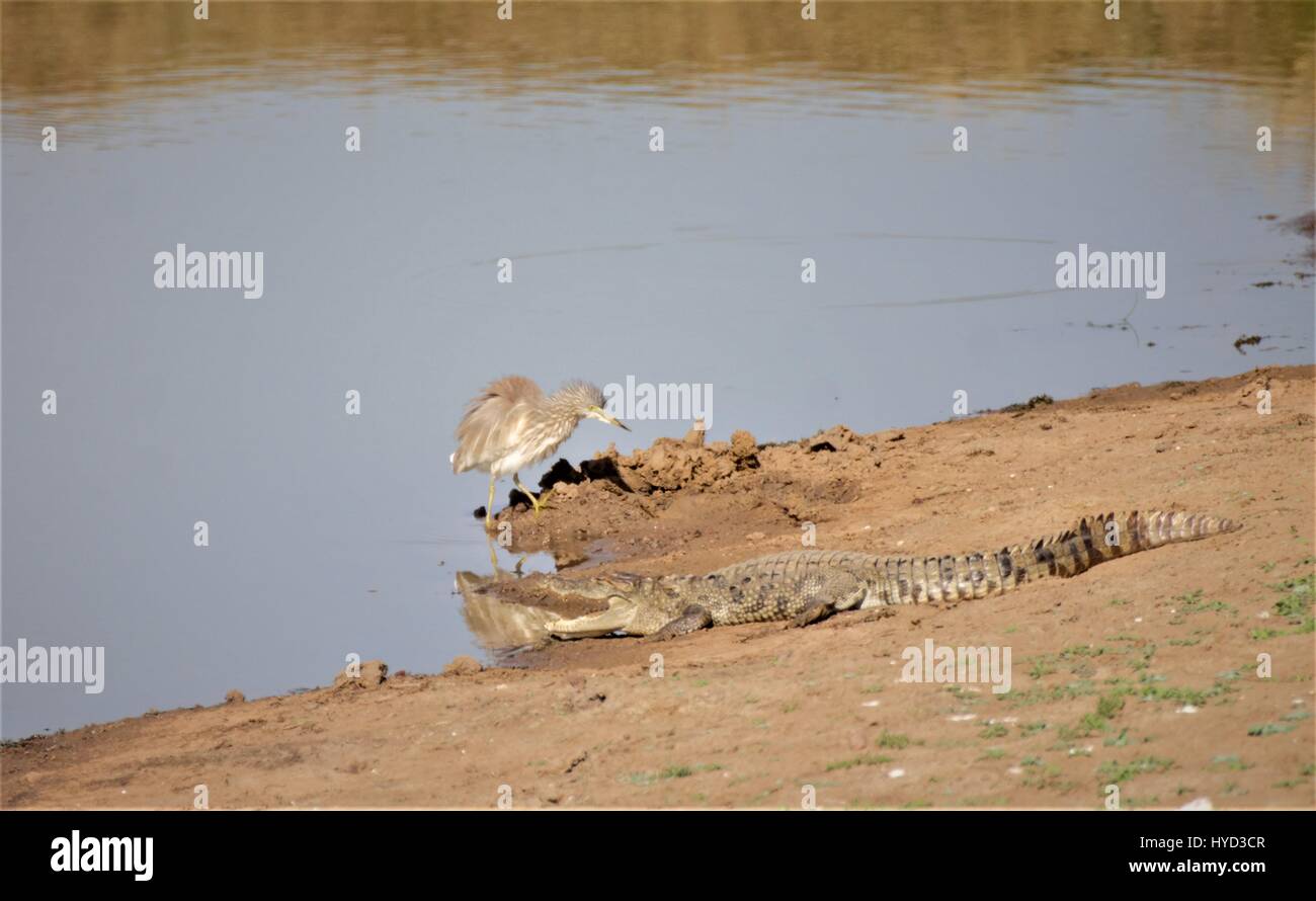 Crocodiles agresseur Banque D'Images