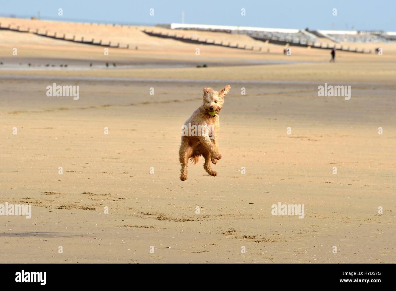 Labradoodle chien saute avec ball on beach Banque D'Images