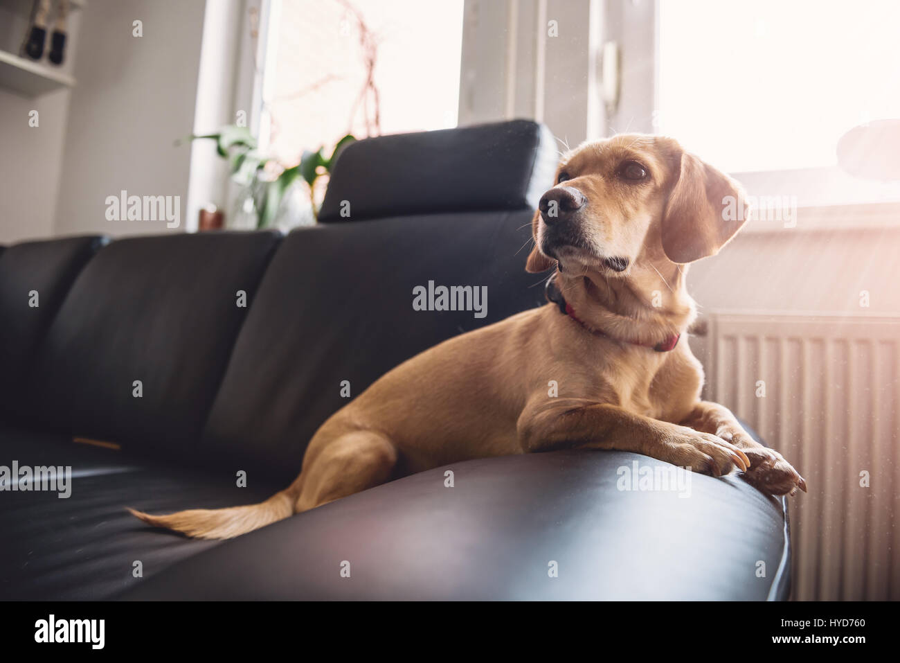 Petit chien jaune assis sur un canapé noir Banque D'Images