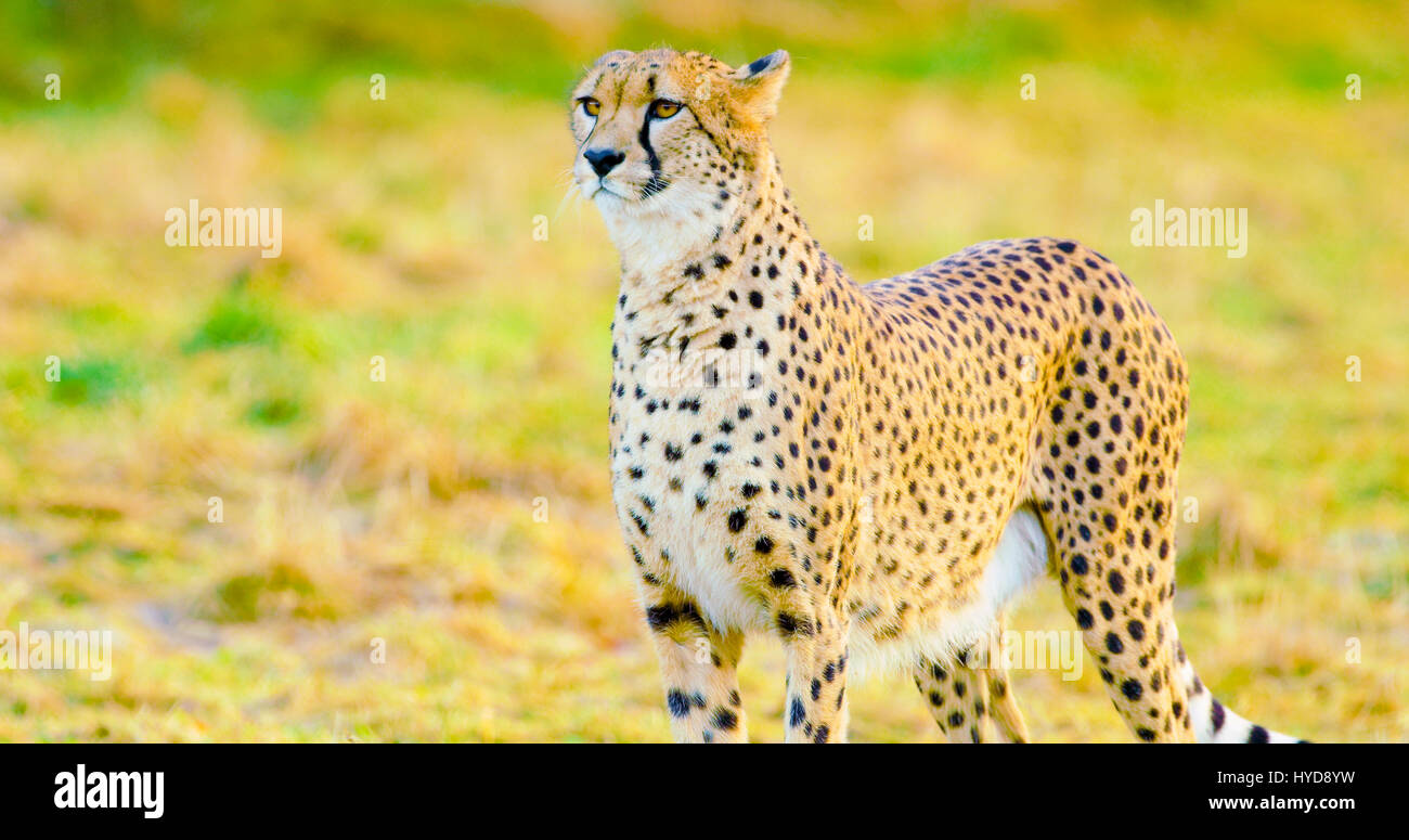 Close-up of cheetah adultes à ennemis après Banque D'Images
