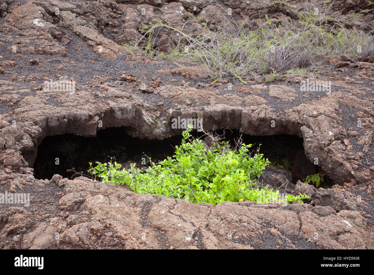 Arbuste poussant dans un microclimat abrité formé par un tube de lave avec un sommet érodé sur le volcan Chico dans les Galapagos Banque D'Images