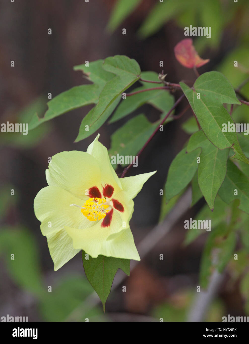 La fleur de coton de Darwin (Gossypium darwinii), une espèce endémique qui se trouve uniquement dans les îles Galapagos Banque D'Images