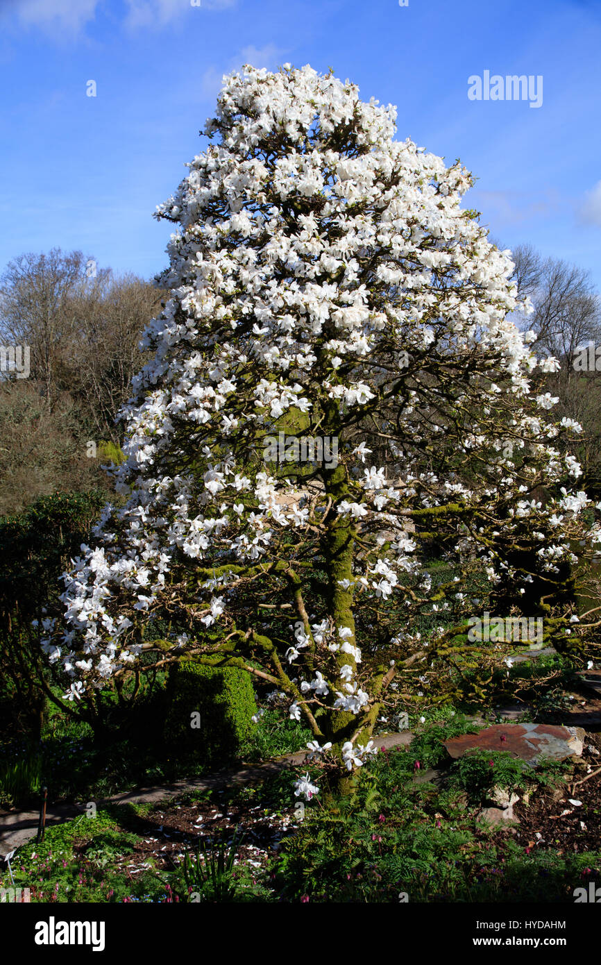 La forme conique de Magnolia x loebneri 'Merrill' est étouffé avec fleurs blanc de printemps à la maison du jardin, Devon Banque D'Images
