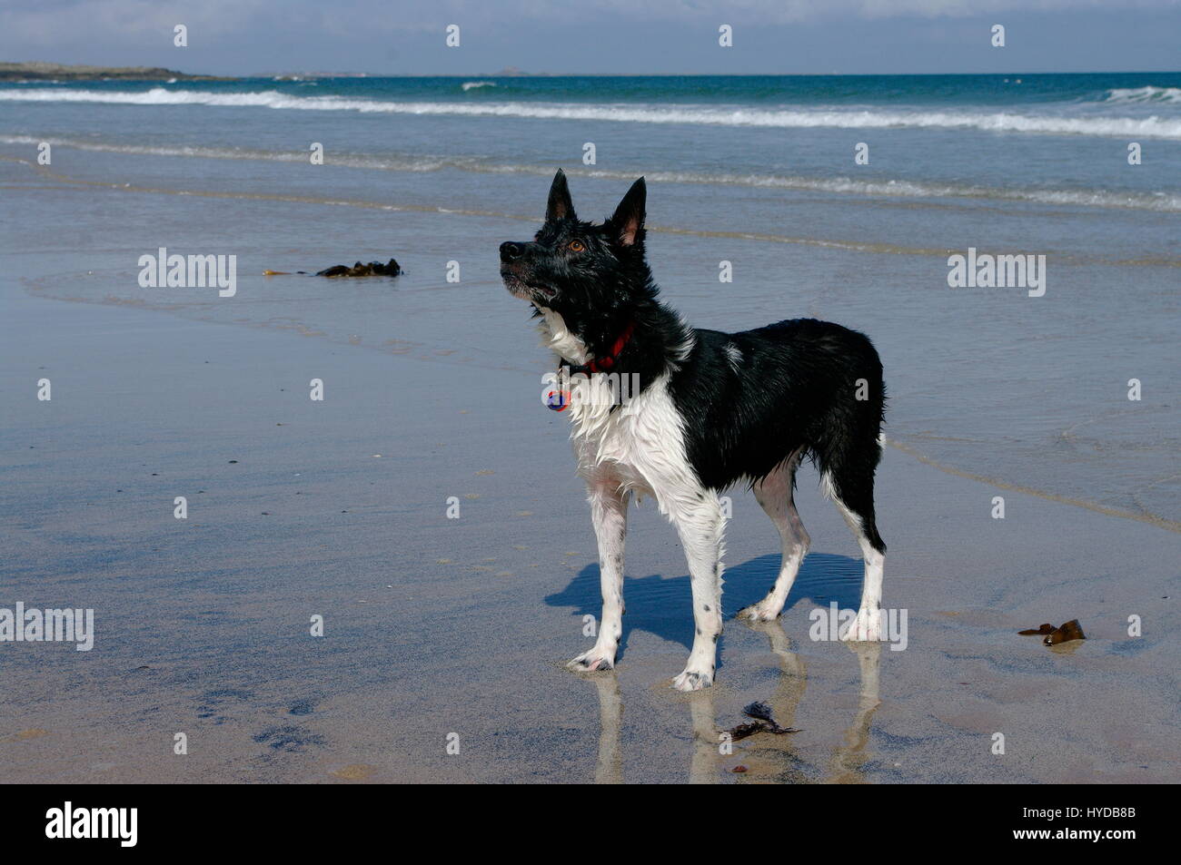 Border Collie sur la plage Banque D'Images