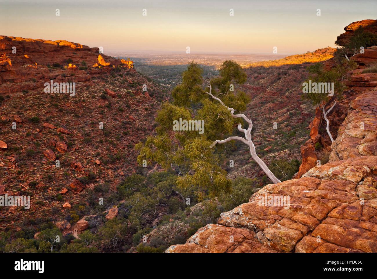 Ciel rose aube illuminent les arbres blanchis et falaises verticales de Kings Canyon dans les Territoires du Nord de l'Australie Banque D'Images