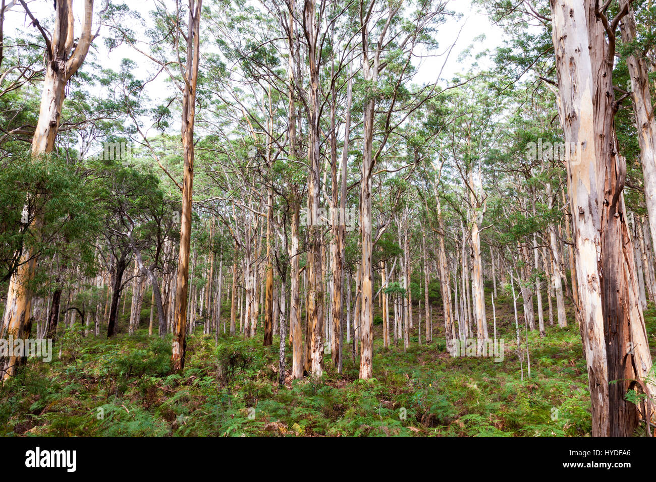 Karrie forest sur le chemin vers le bas à Augusta de Margaret River, Australie de l'Ouest. Banque D'Images