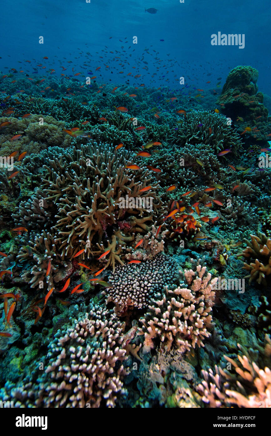 Sipadan coral reef avec les coraux et les poissons, de Bornéo Banque D'Images