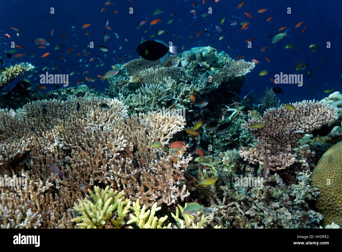 Sipadan coral reef avec les coraux et les poissons, de Bornéo Banque D'Images