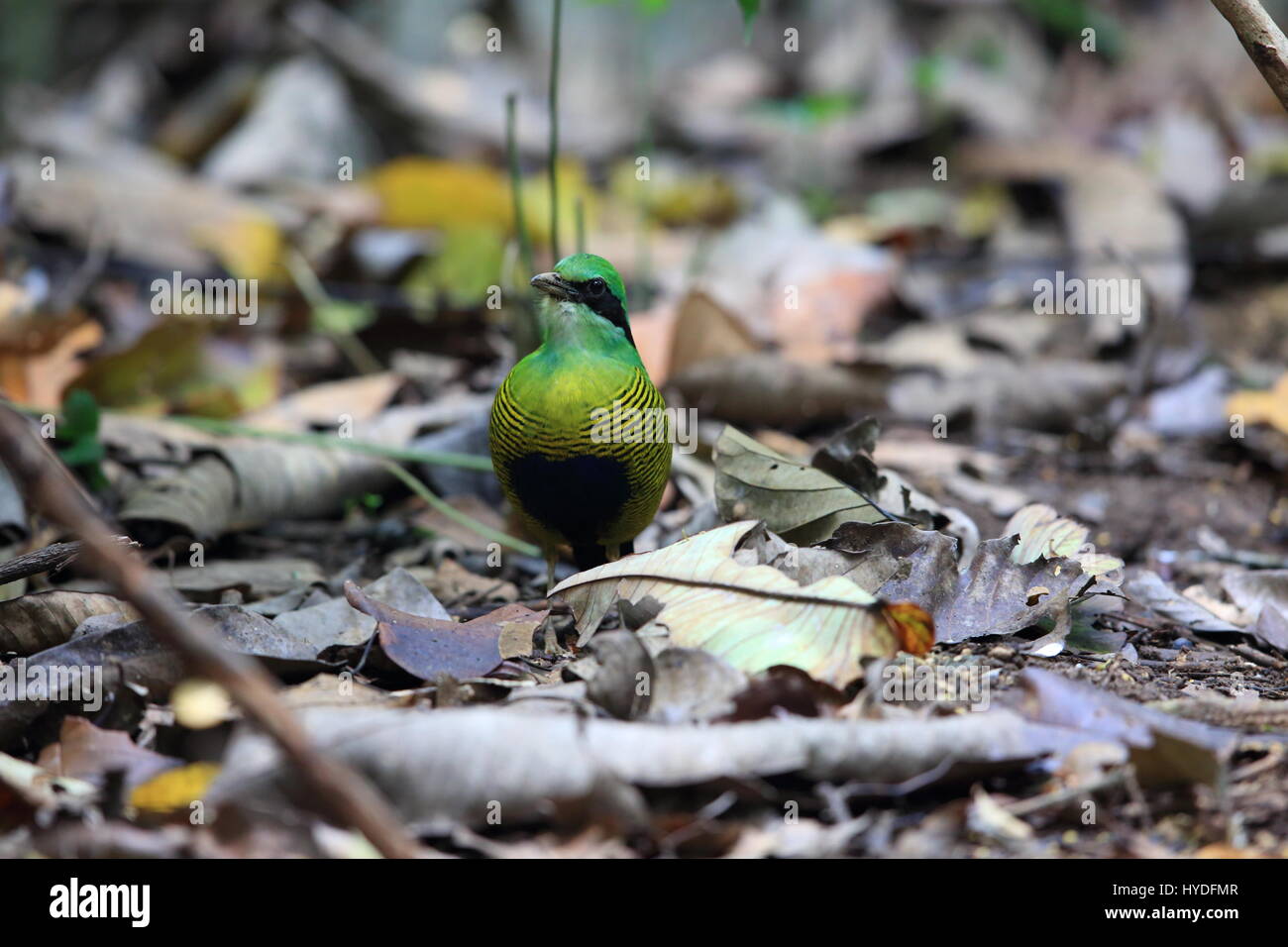 Bar-bellied pitta (Hydrornis elliotii) dans le Parc National de Cuc Phuong, Vietnam Banque D'Images