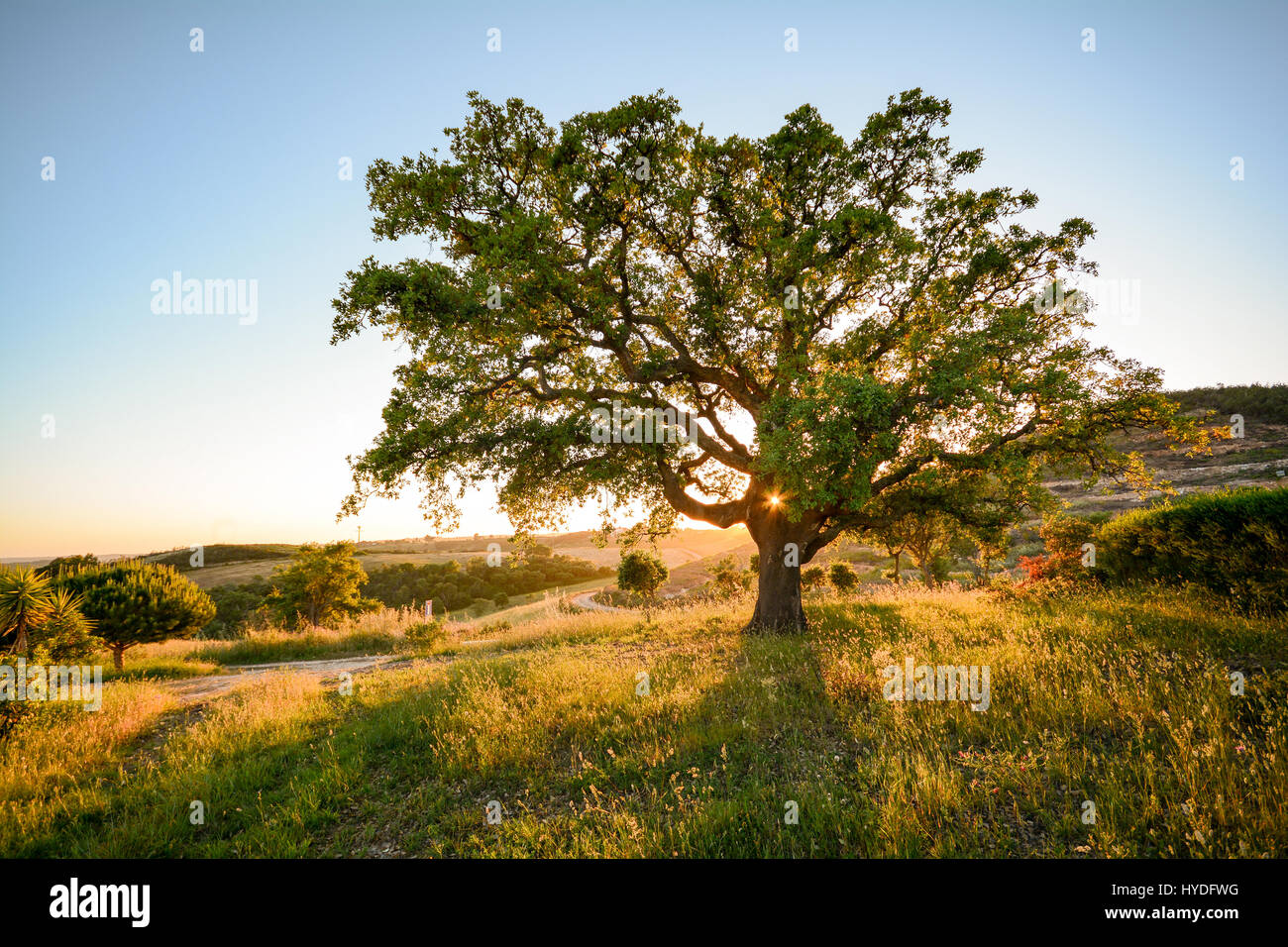 Chêne-liège (Quercus suber) dans le soleil du soir, Alentejo Portugal Banque D'Images