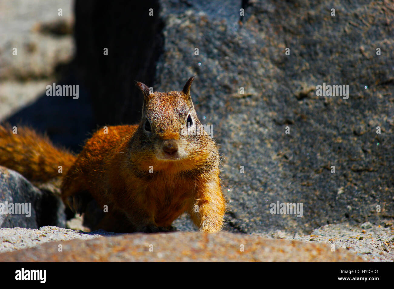 Squirrel looking at camera Banque D'Images