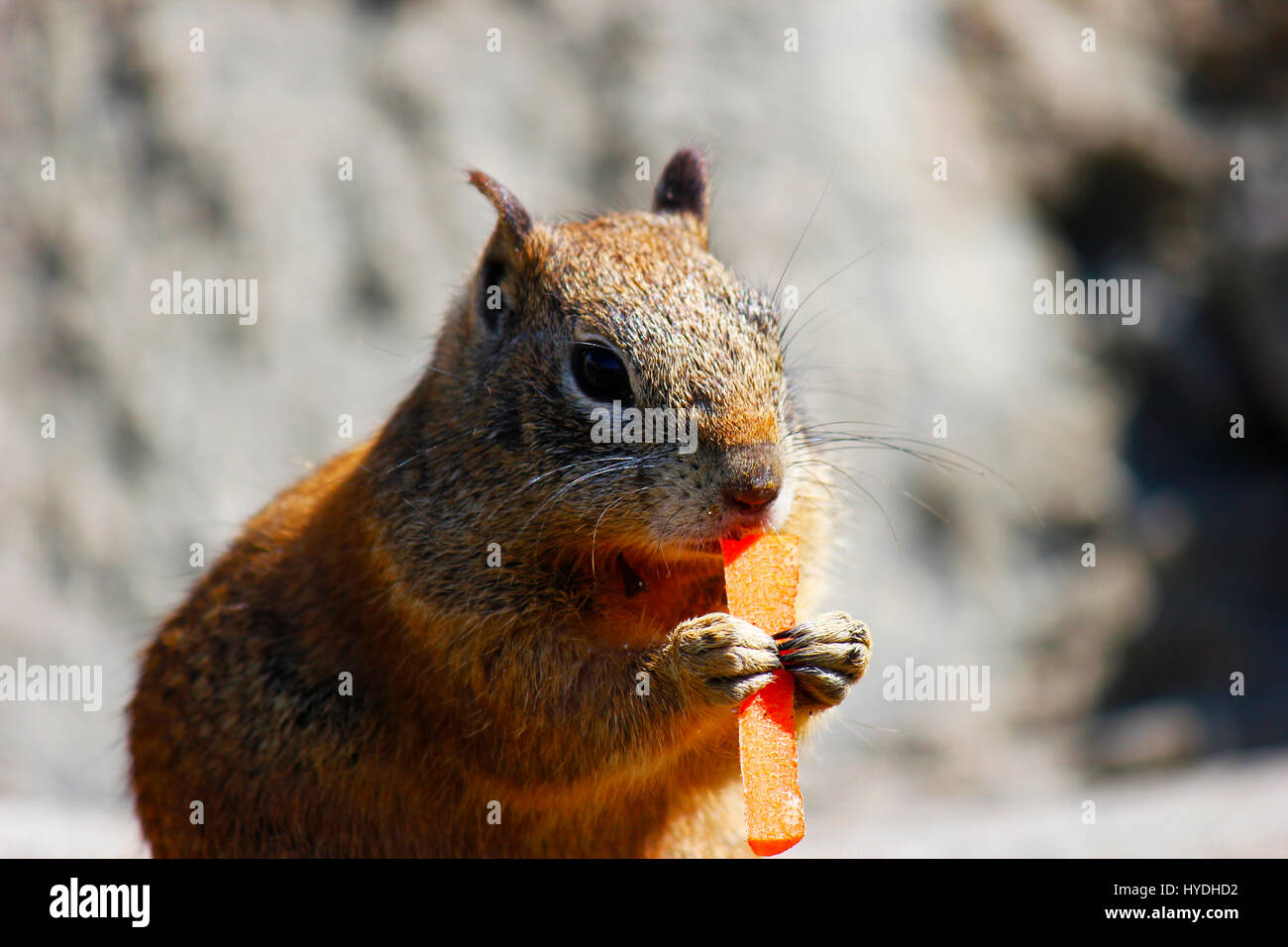 Close up of squirrel manger une carotte Banque D'Images