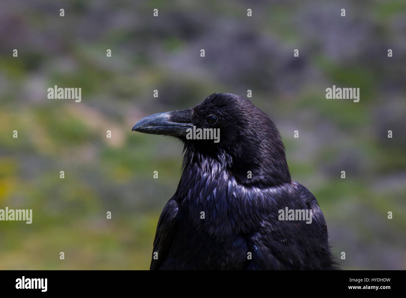 Close up of Raven blackbird profil face Banque D'Images