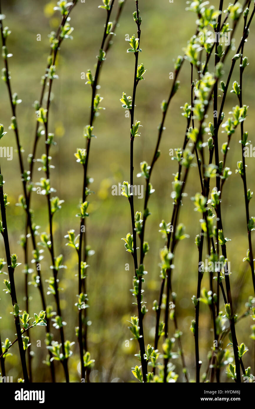 Les jeunes saules au printemps à Snitterfield buissons réserve naturelle, Warwickshire, England, UK Banque D'Images
