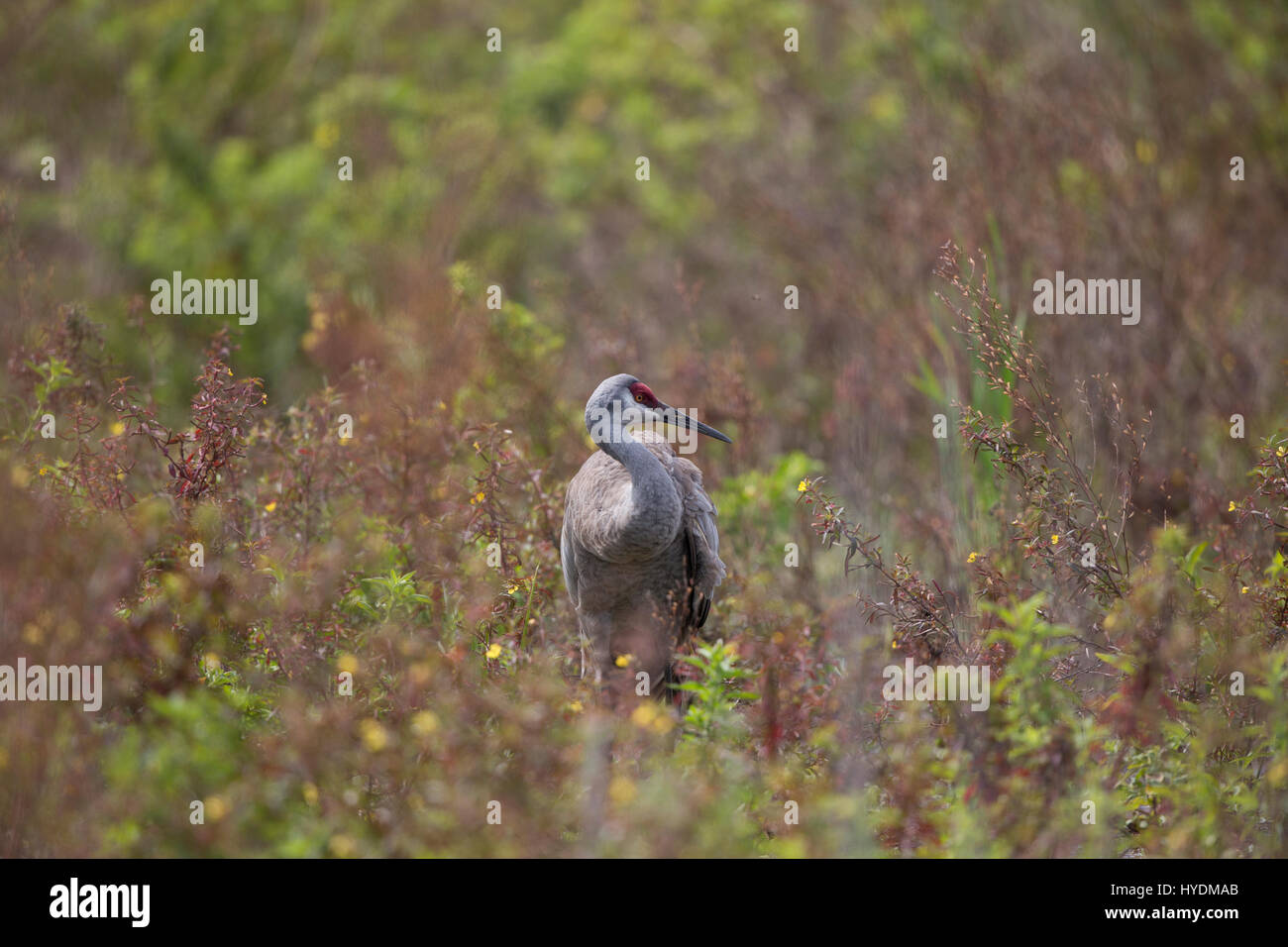 La grue, Grus, canadenis, Floria Banque D'Images