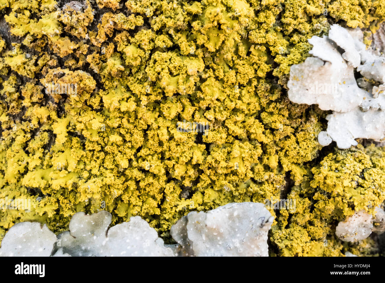Un arbre est couvert de lichens. moss jaune pousse sur l'arbre. Banque D'Images